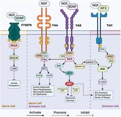 Emerging role of extracellular vesicles and exogenous stimuli in molecular mechanisms of peripheral nerve regeneration